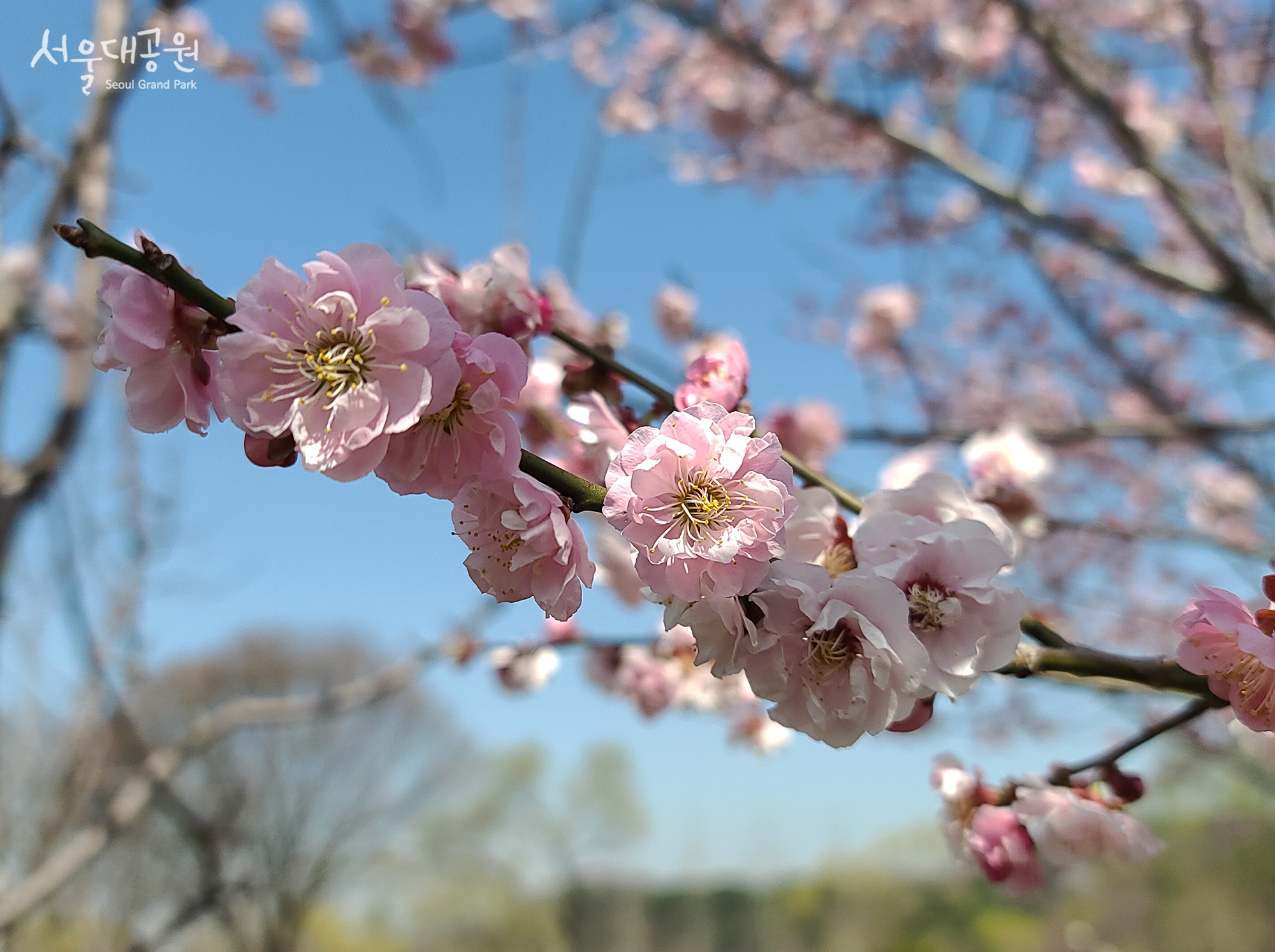 cherry-blossoms_2.jpg