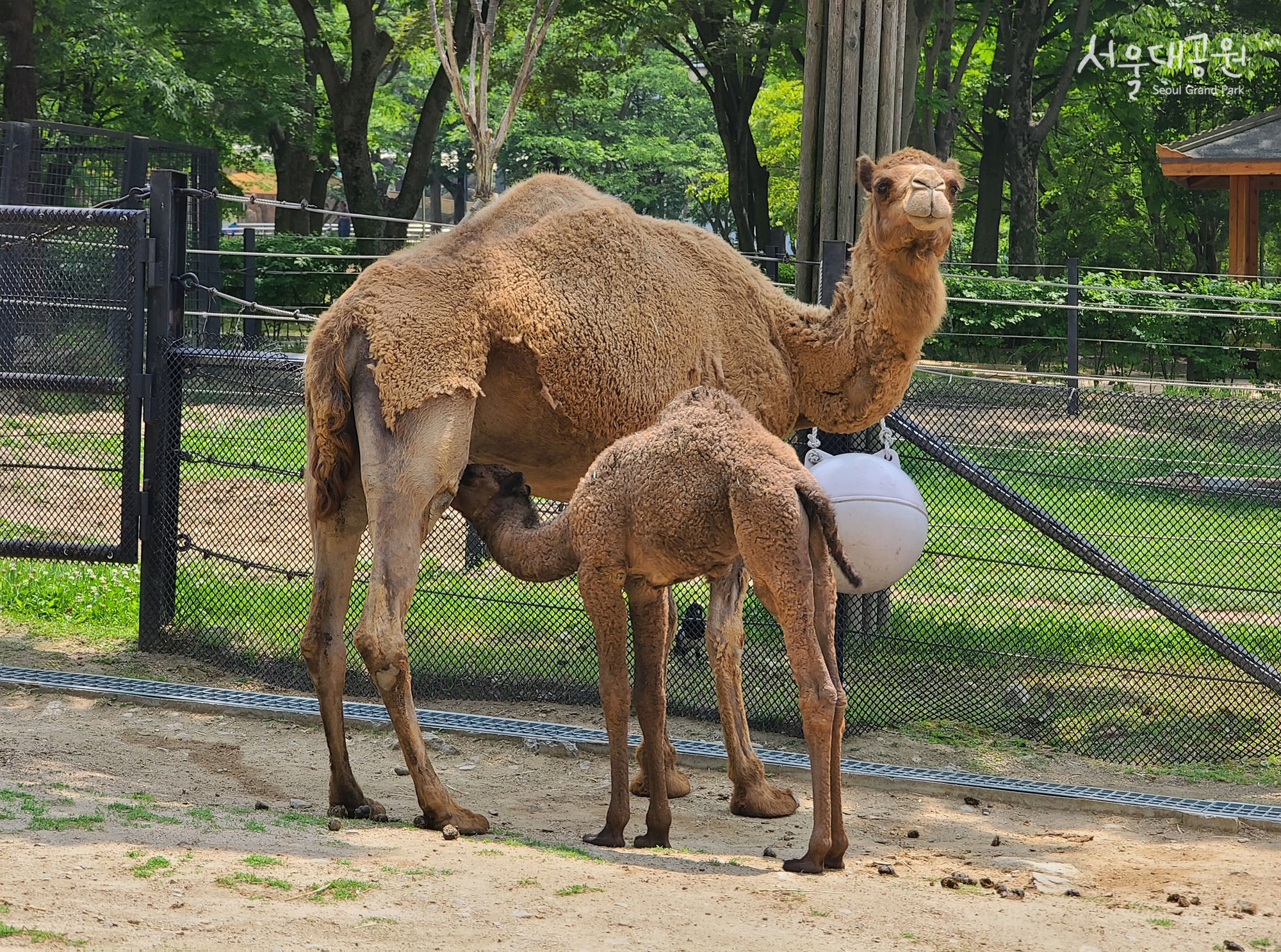 Dromedary-3.jpg