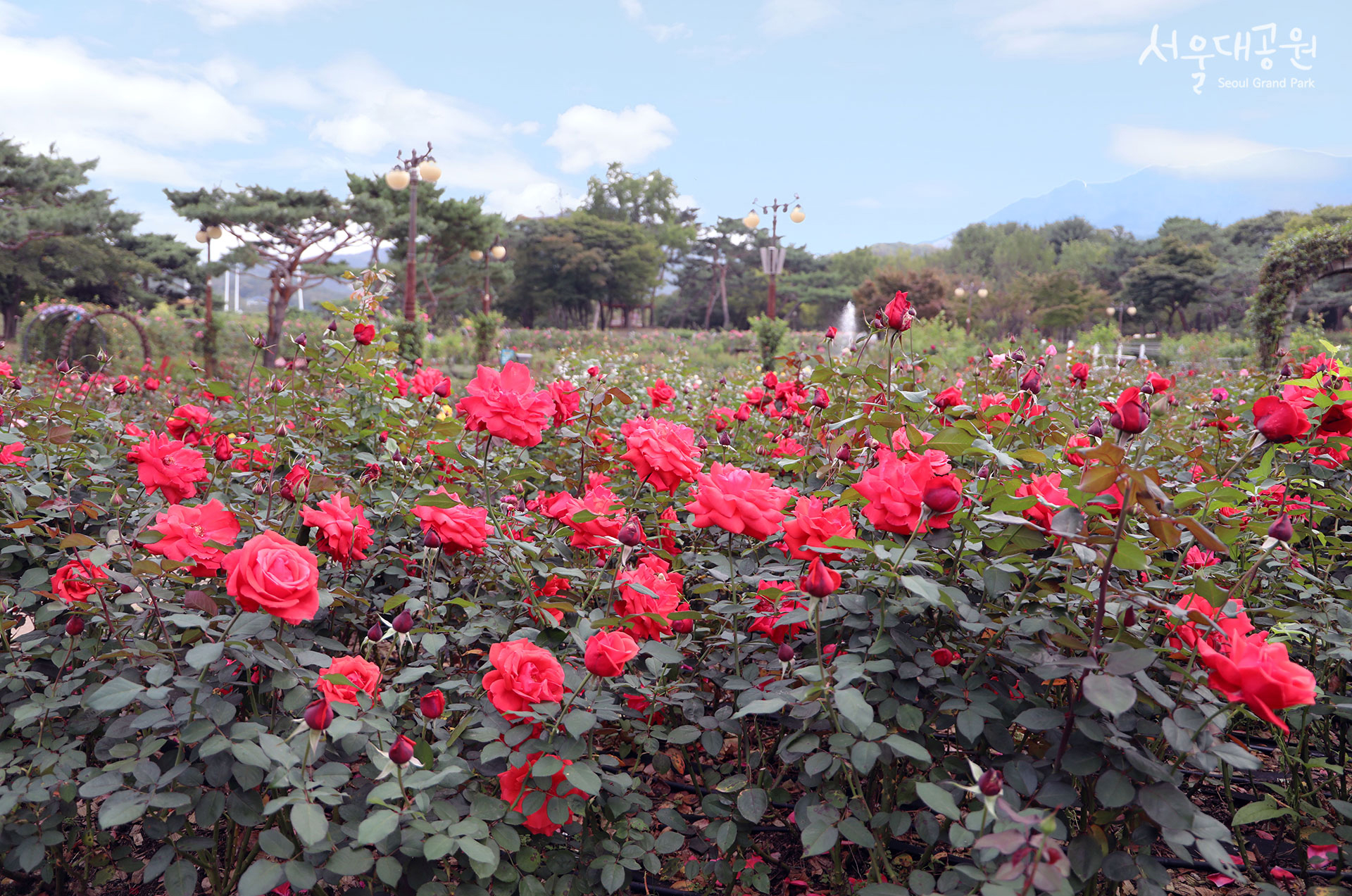 RoseGarden-4.jpg