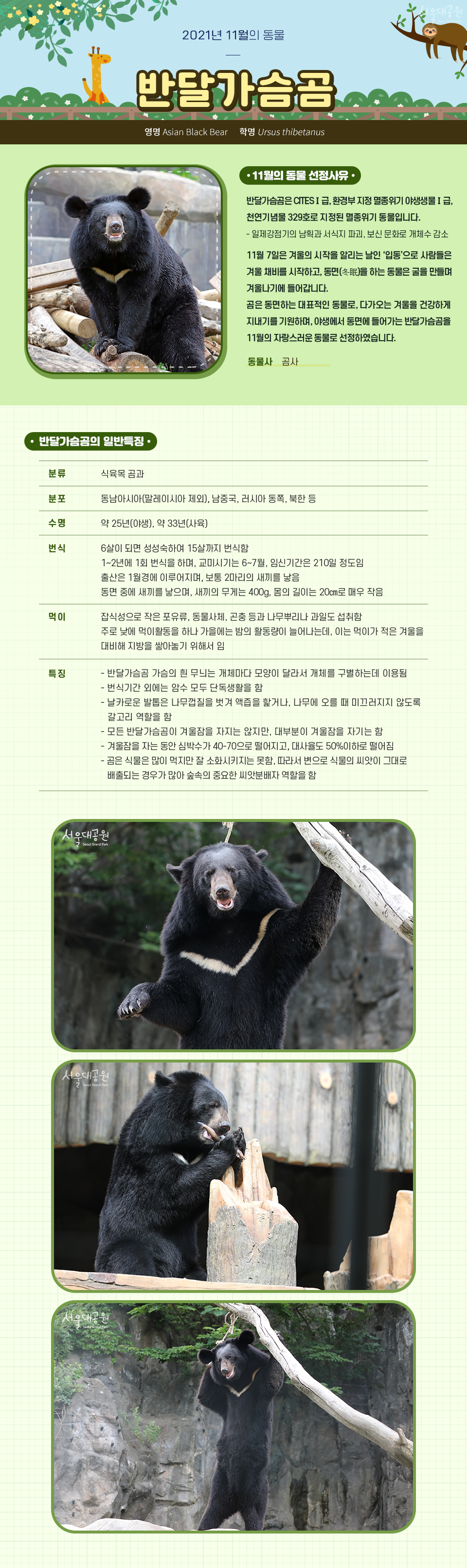 2021년 11월의 동물 '반달가슴곰'
영명 Asian Black Bear, 학명 Ursus thibetanus
11월의 동물 선정사유
반달가슴곰은 CITESⅠ급, 환경부 지정 멸종위기 야생생물Ⅰ급, 천연기념물 329호로 지정된 멸종위기 동물입니다.
- 일제강점기의 남획과 서식지 파괴, 보신 문화로 개체수 감소
11월 7일은 겨울의 시작을 알리는 날인 ‘입동’으로 사람들은 겨울 채비를 시작하고, 동면(冬眠)을 하는 동물은 굴을 만들며 겨울나기에 들어갑니다.
곰은 동면하는 대표적인 동물로, 다가오는 겨울을 건강하게 지내기를 기원하며, 야생에서 동면에 들어가는 반달가슴곰을 11월의 자랑스러운 동물로 선정하였습니다.
반달가슴곰의 일반특징
❍ 분    류 : 식육목 곰과
❍ 분    포 : 동남아시아(말레이시아 제외), 남중국, 러시아 동쪽, 북한 등
❍ 수    명 : 약 25년(야생), 약 33년(사육)
❍ 번    식 
 - 6살이 되면 성성숙하여 15살까지 번식함
 - 1~2년에 1회 번식을 하며, 교미시기는 6~7월, 임신기간은 210일 정도임
 - 출산은 1월경에 이루어지며, 보통 2마리의 새끼를 낳음
 - 동면 중에 새끼를 낳으며, 새끼의 무게는 400g, 몸의 길이는 20㎝로 매우 작음
❍ 먹    이 
 - 주로 낮에 먹이활동을 하나 가을에는 밤의 활동량이 늘어남, 이는 먹이가 적은 겨울을 대비해 지방을 쌓아놓기 위해서 임
 - 잡식성으로 작은 포유류, 동물사체, 곤충 등과 나무뿌리나 과일도 섭취함
❍ 특    징
 - 반달가슴곰 가슴의 흰 무늬는 개체마다 모양이 달라서 개체를 구별하는데 이용됨
 - 번식기간 외에는 암수 모두 단독생활을 함
 - 날카로운 발톱은 나무껍질을 벗겨 액즙을 핥거나, 나무에 오를 때 미끄러지지 않도록 갈고리 역할을 함
 - 모든 반달가슴곰이 겨울잠을 자지는 않지만, 대부분이 겨울잠을 자기는 함
 - 겨울잠을 자는 동안 심박수가 40-70으로 떨어지고, 대사율도 50%이하로 떨어짐
 - 곰은 식물은 많이 먹지만 잘 소화시키지는 못함, 따라서 변으로 식물의 씨앗이 그대로 배출되는 경우가 많아 숲속의 중요한 씨앗분배자 역할을 함
