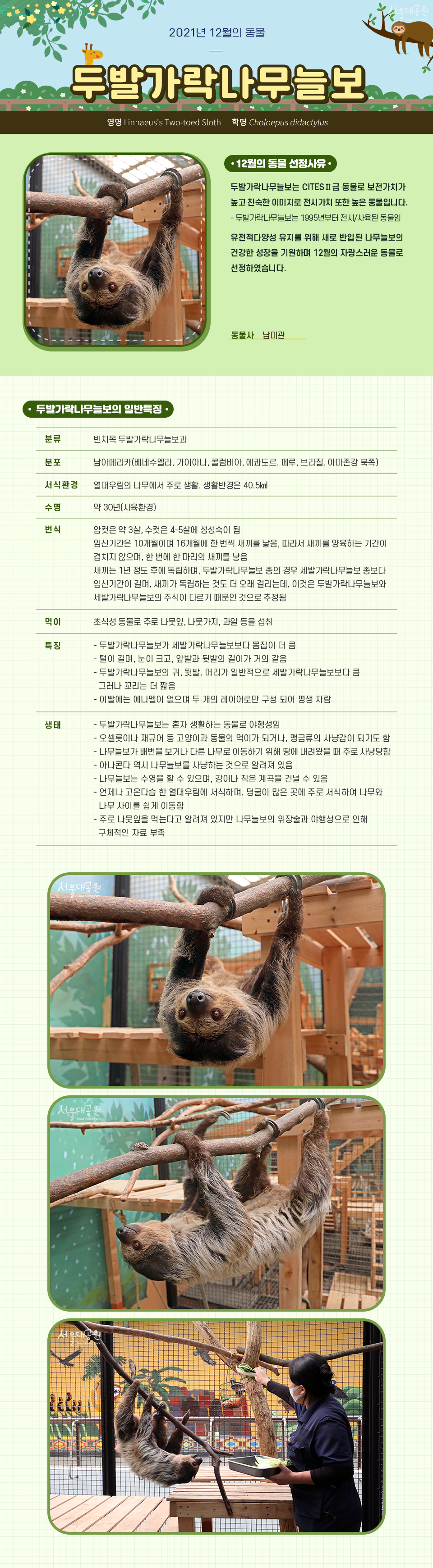 2021년 12월의 동물 '두발가락나무늘보' 영명 Linnaeus's Two-toed Sloth, 학명 Choloepus didactylus, 12월의 동물 선정사유 두발가락나무늘보는 CITESⅡ급 동물로 보전가치가
높고 친숙한 이미지로 전시가치 또한 높은 동물입니다.
- 두발가락나무늘보는 1995년부터 전시/사육된 동물임
유전적다양성 유지를 위해 새로 반입된 나무늘보의 건강한 성장을 기원하며 12월의 자랑스러운 동물로 선정하였습니다.
동물사 남미관 
두발가락나무늘보의 일반특징
❍ 분   류 : 빈치목 두발가락나무늘보과
❍ 분   포 : 남아메리카(베네수엘라, 가이아나, 콜럼비아, 에콰도르, 페루, 브라질, 아마존강 북쪽)
❍ 서식환경 : 열대우림의 나무에서 주로 생활, 생활반경은 40.5㎢
❍ 수    명 : 약 30년(사육환경)
❍ 먹    이 :  초식성 동물로 주로 나뭇잎, 나뭇가지, 과일 등을 섭취
❍ 번    식
    - 암컷은 약 3살, 수컷은 4-5살에 성성숙이 됨
    - 임신기간은 10개월이며 16개월에 한 번씩 새끼를 낳음, 따라서 새끼를 양육하는 기간이 겹치지 않음
    - 한 번에 한 마리의 새끼를 낳음
    - 새끼는 1년 정도 후에 독립
    - 두발가락나무늘보 종의 경우 세발가락나무늘보 종보다 임신기간이 길며, 새끼가 독립하는 것도 더 오래 걸림. 이것은 두발가락나무늘보와 세발가락나무늘보의  주식이 다르기 때문인 것으로 추정됨
❍ 계통발생
    - 빈치목에 속하는 동물로 이가 거의 없는 것이 특징임
    - 이들은 앞니가 없으며 이의 개수가 매우 적음, 송곳니를 포함에서 4-5개 정도의         이가 있음
    - 현대의 나무늘보는 2개의 과로 나눠지는데 이는 앞발가락 개수에 따라 나뉨 : 
      두발가락나무늘보과, 세발가락나무늘보과
❍ 특    징
    - 두발가락나무늘보가 세발가락나무늘보보다 몸집이 더 큼
    - 털이 길며, 눈이 크고, 앞발과 뒷발의 길이가 거의 같음
    - 두발가락나무늘보의 귀, 뒷발, 머리가 일반적으로 세발가락나무늘보보다 큼. 
      그러나 꼬리는 더 짧음
    - 이빨에는 에나멜이 없으며 두 개의 레이어로만 구성 되어 평생 자람
❍ 생   태
    - 두발가락나무늘보는 혼자 생활하는 동물로 야행성임
    - 오셀롯이나 재규어 등 고양이과 동물의 먹이가 되거나, 맹금류의 사냥감이 되기도 함
    - 나무늘보가 배변을 보기위해 또는 다른 나무로 이동하기 위해 땅에 내려왔을 때         주로 사냥당함
    - 아나콘다 역시 나무늘보를 사냥하는 것으로 알려져 있음
    - 나무늘보는 수영을 할 수 있으며, 강이나 작은 계곡을 건널 수 있음
    - 언제나 고온다습 한 열대우림에 서식하며, 덩굴이 많은 곳에 주로 서식하여 나무와        나무 사이를 쉽게 이동함
    - 주로 나뭇잎을 먹는다고 알려져 있지만 나무늘보의 위장술과 야행성으로 인해 
      구체적인 자료 부족