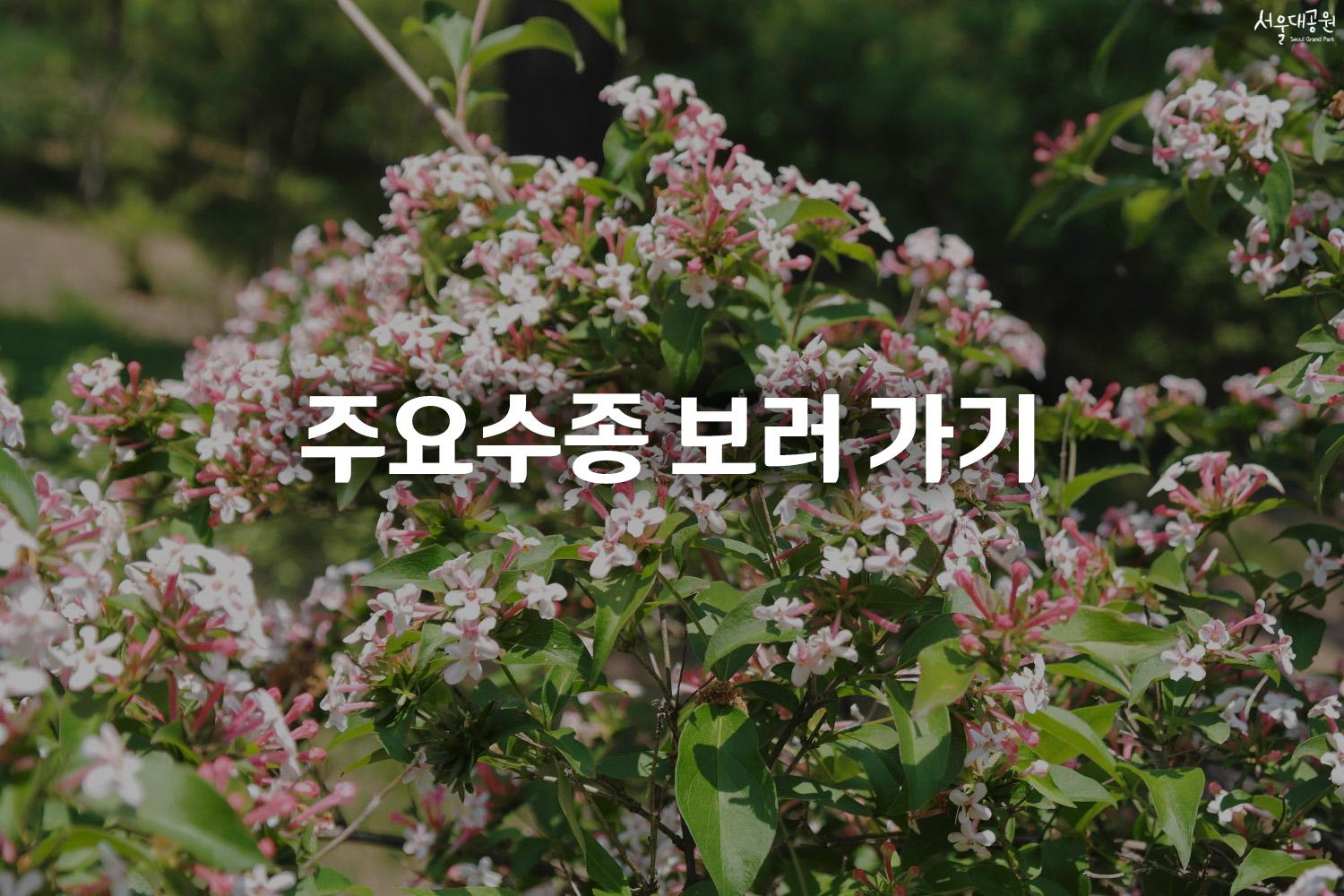 주요수종 보러 가기