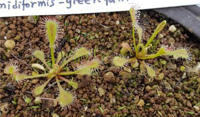 끈끈이주걱 ‘nidiformis green’