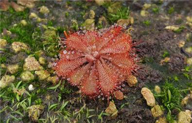 끈끈이주걱 ‘spatulata white flower’