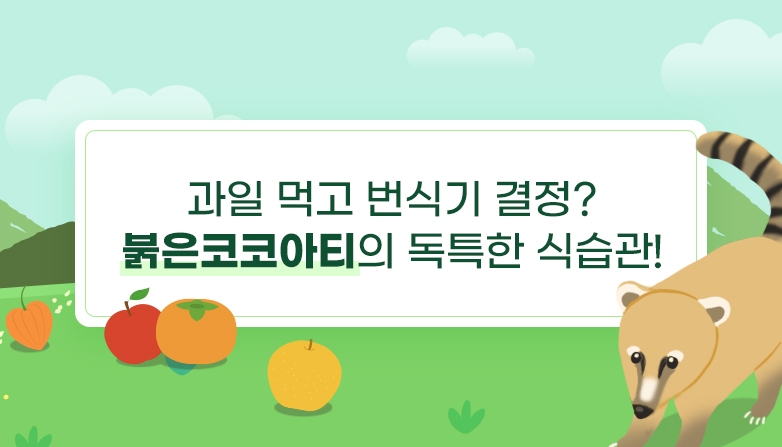 과일 먹고 번성기 결정? 붉은코코아티의 독특한 식습관!